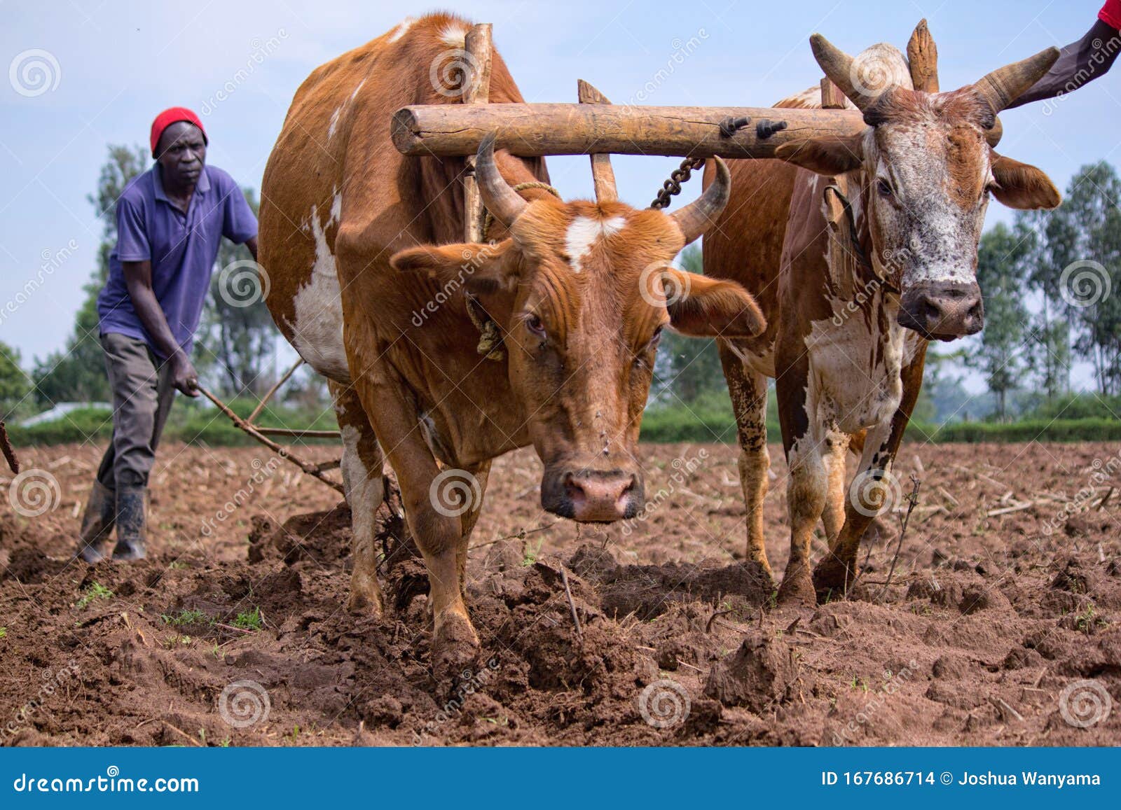 Ploughing A Field Editorial Stock Image Image Of Oxen