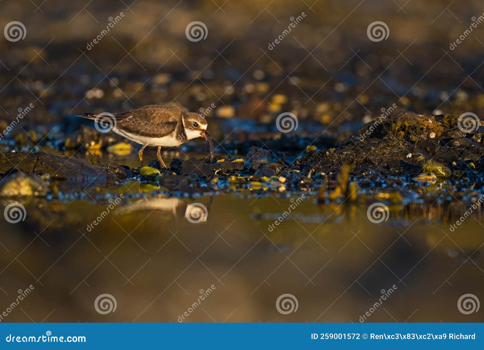 plover and worm
