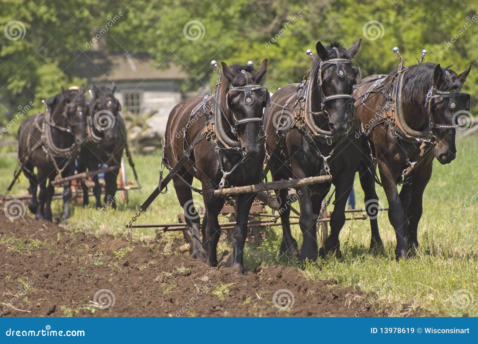 Plow Horses Team Plowing Farm Cornfield Stock Image Image of grass