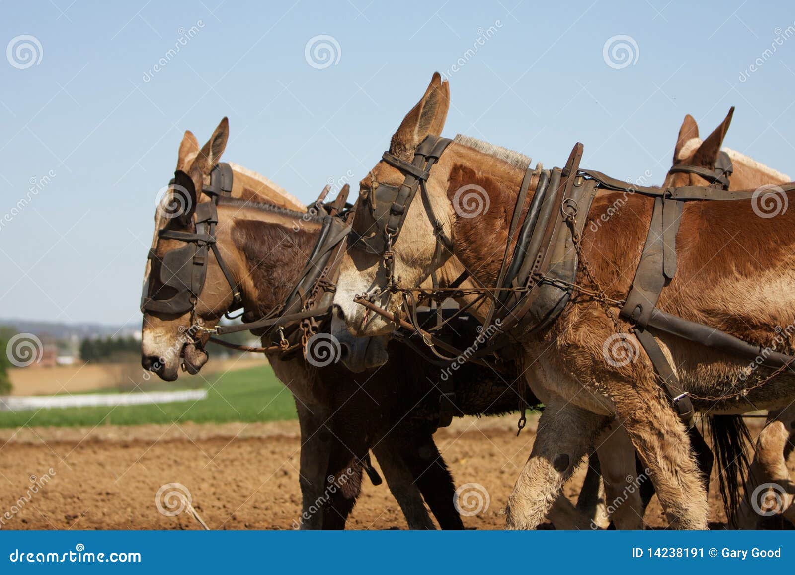 Plow Horses Working Hard stock image. Image of blue, religion 14238191