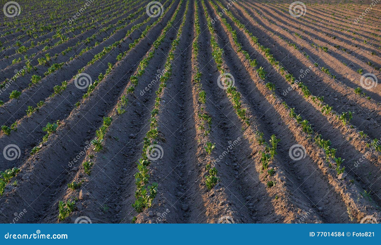 Plow stock photo. Image of agriculture, meadow, culture 77014584