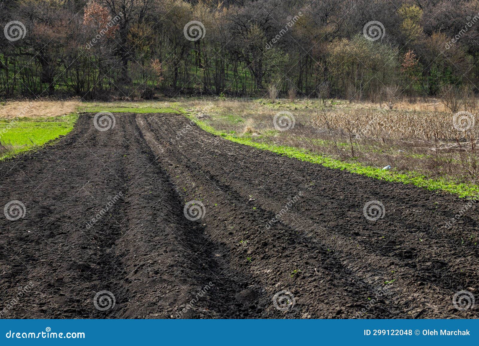 Plowed, Planted and Hilling Rows Blackearth Field. Ground Texture