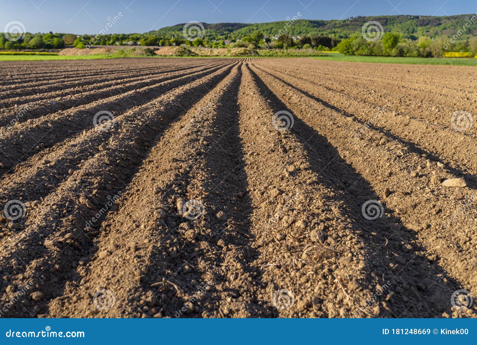 Plowed Soil for Planting Potatoes, Visible Even Rows of Soil and Sharp