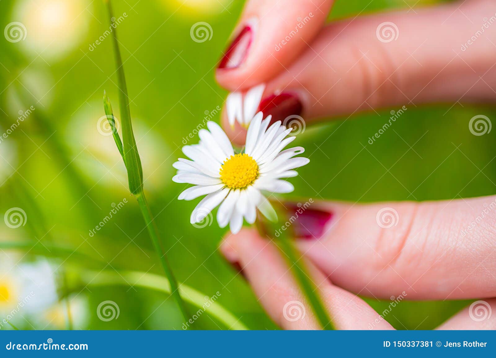 Plucking Flower Petals of a Daisy with Fingers Stock Image Image of