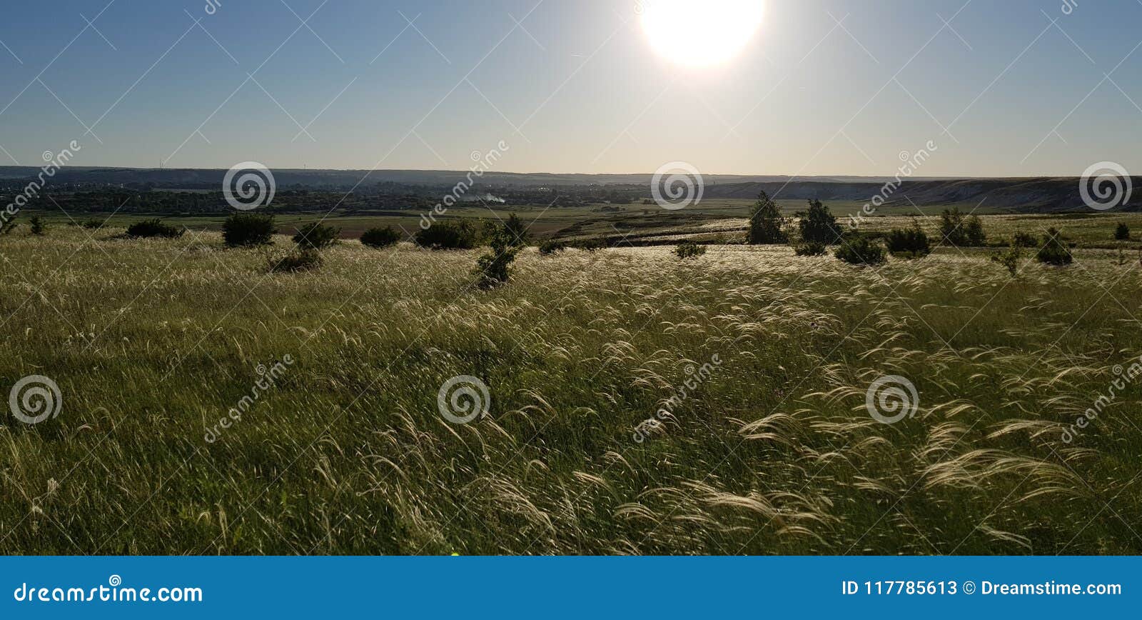 Pluimgras in het zonlicht, Aard, zon, gebied, steppe, onbeschadigde vegetatie, de schoonheid van aard