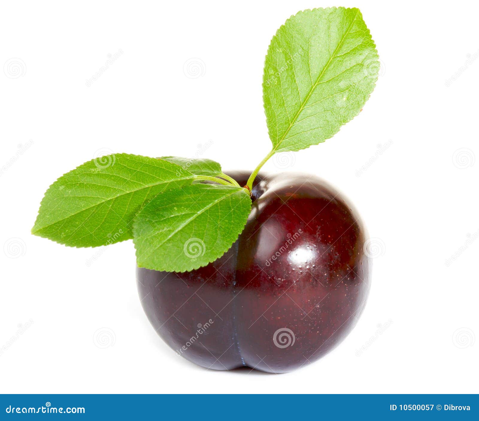 Plum Royalty Free Stock Photography Image 10500057