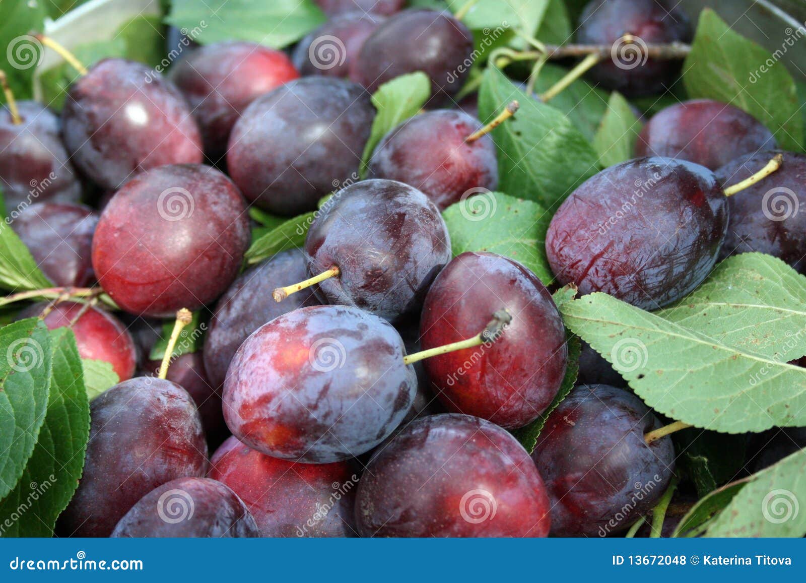 Plum stock photo. Image of beauty, appetizing, collect 13672048