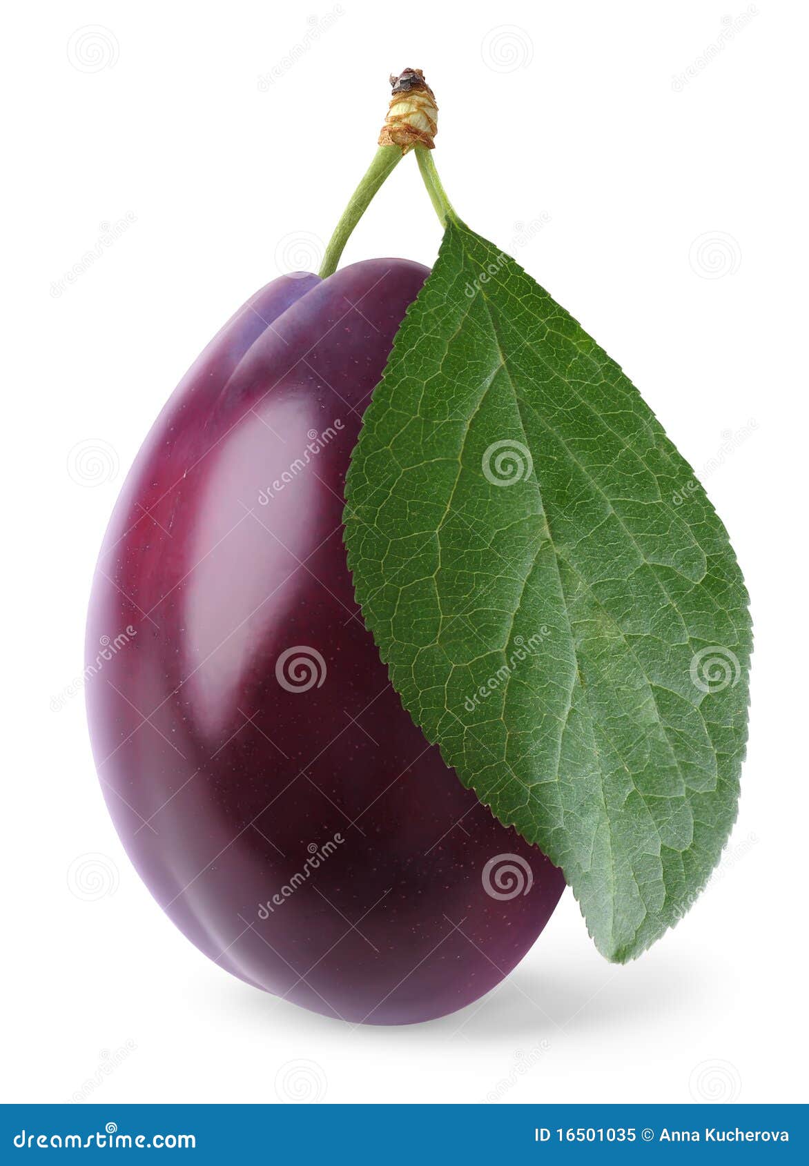 Isolated plum stock image. Image of blue, isolated, ripe 16501035