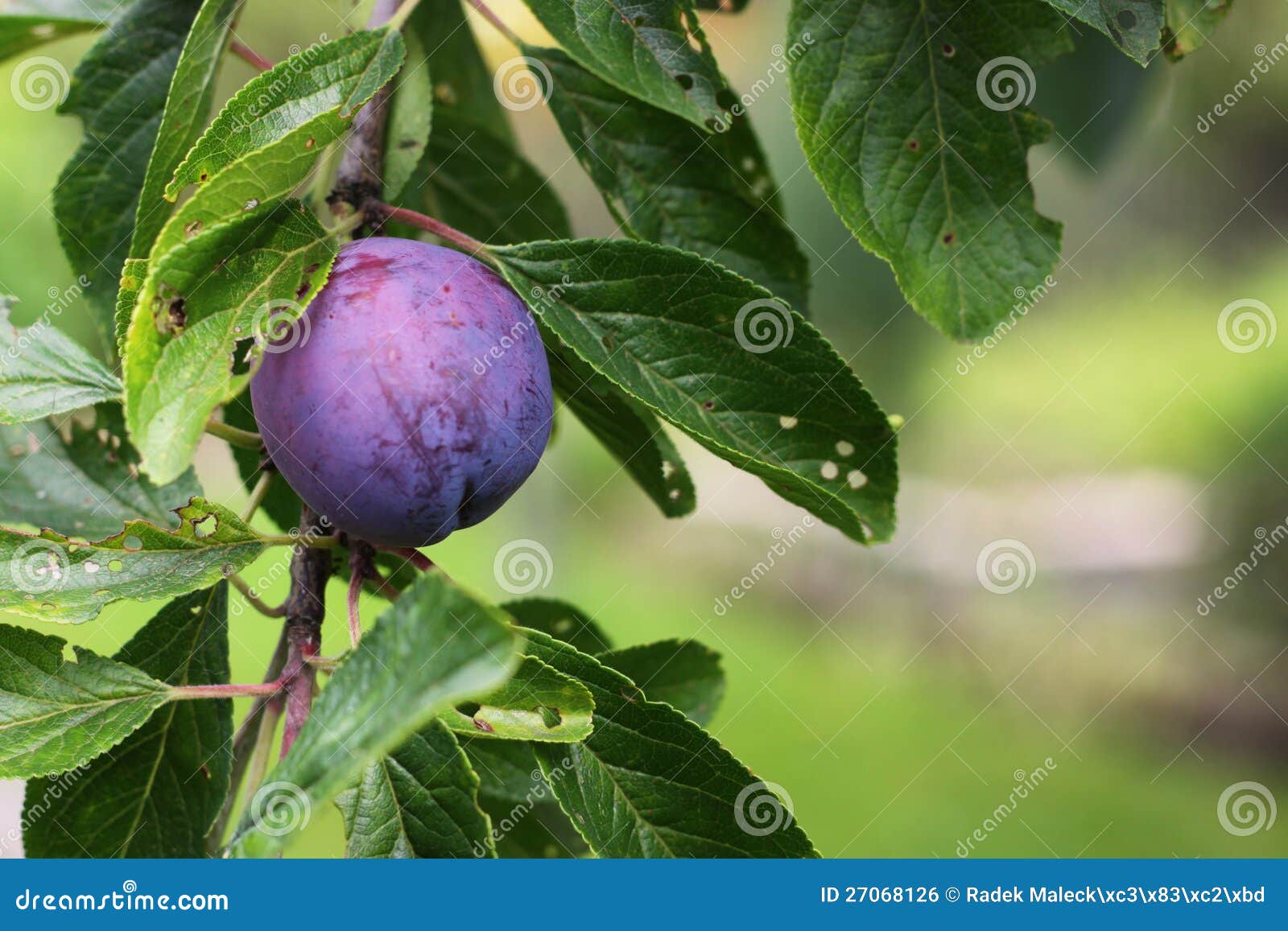 Plum stock photo. Image of tree, season, plum, plant 27068126