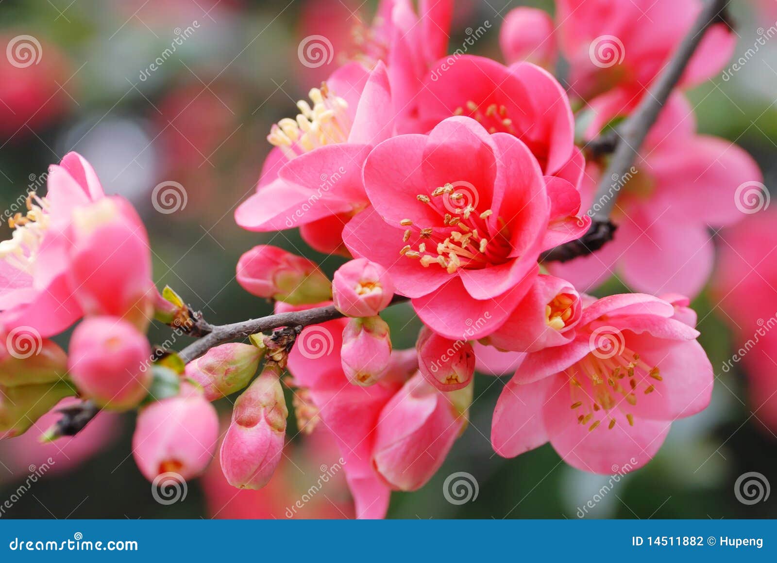 plum blossom