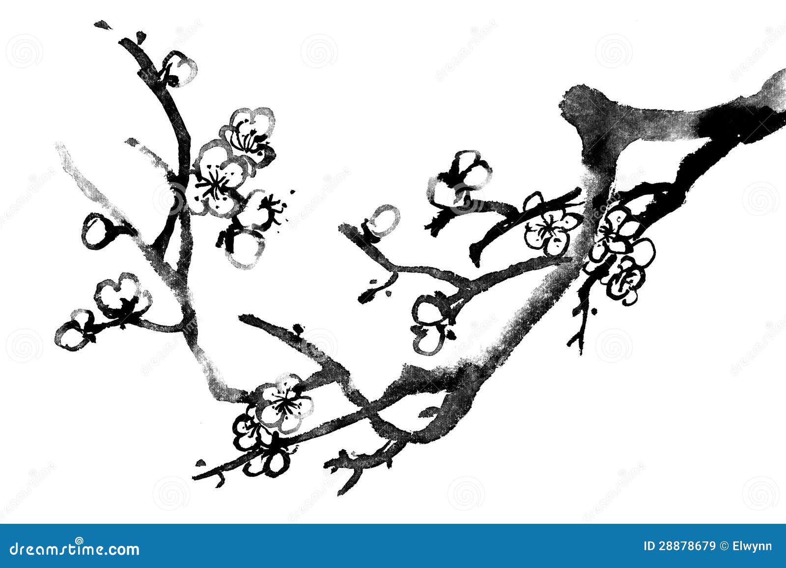 Plum blossom stock illustration. Illustration of culture - 28878679