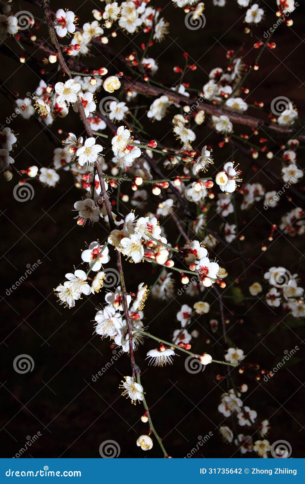 Plum blossom stock photo. Image of garden, blooming, winter 31735642