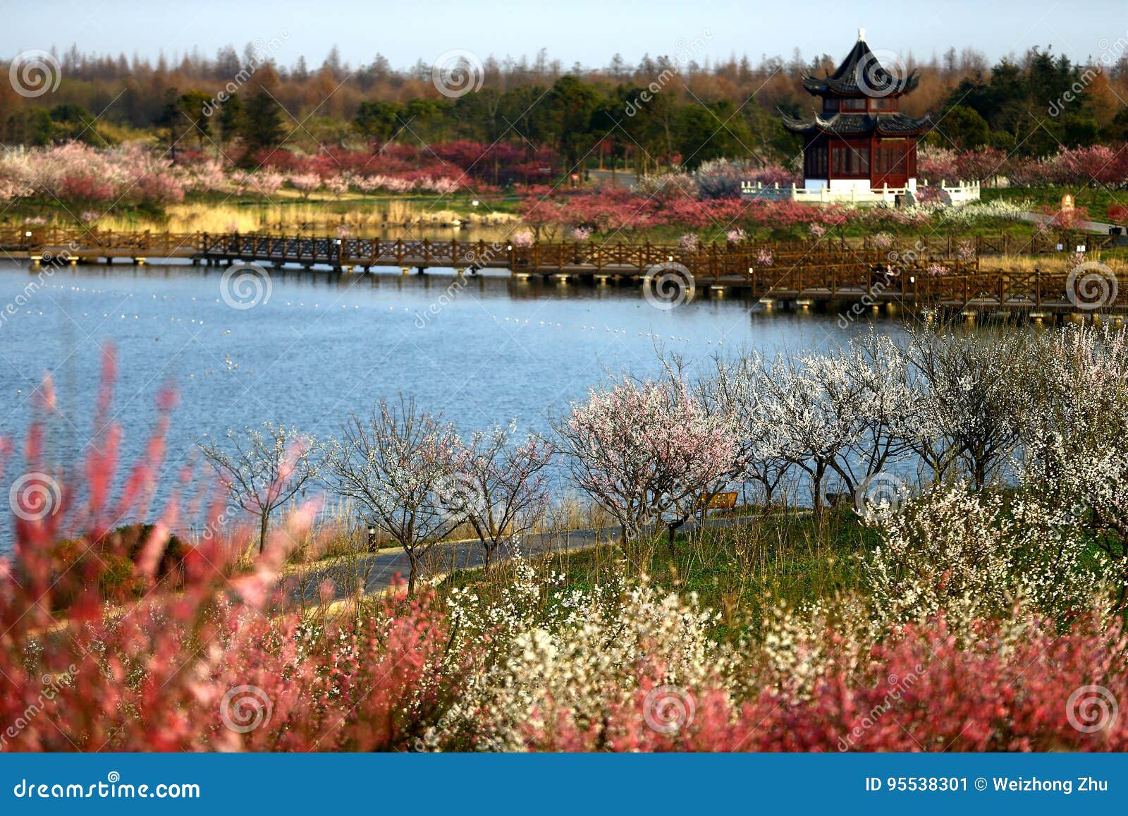 plum blossom in the haiwan national forest park