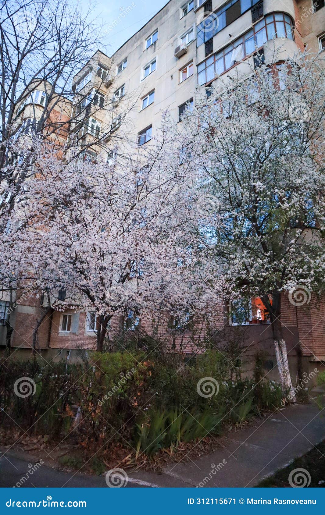 plum blossom tree in front of a block of flats, romania, south-eastern europe