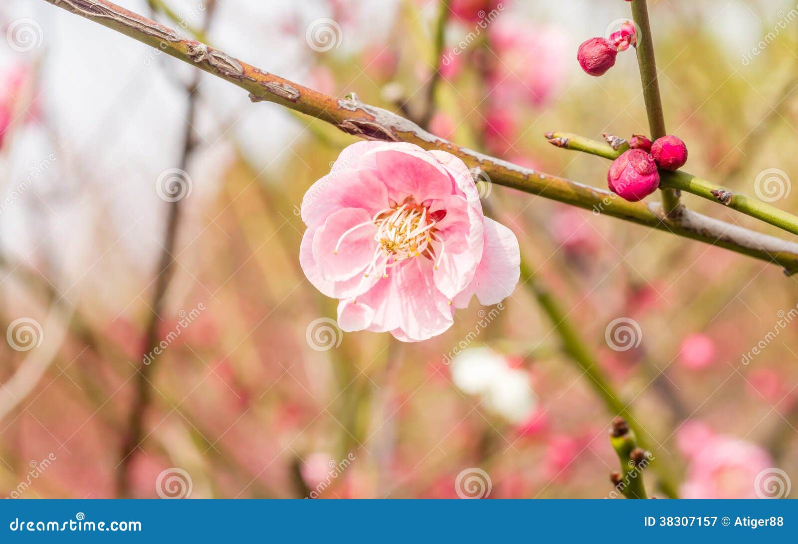 Plum blossoming in spring stock image. Image of closeup 38307157
