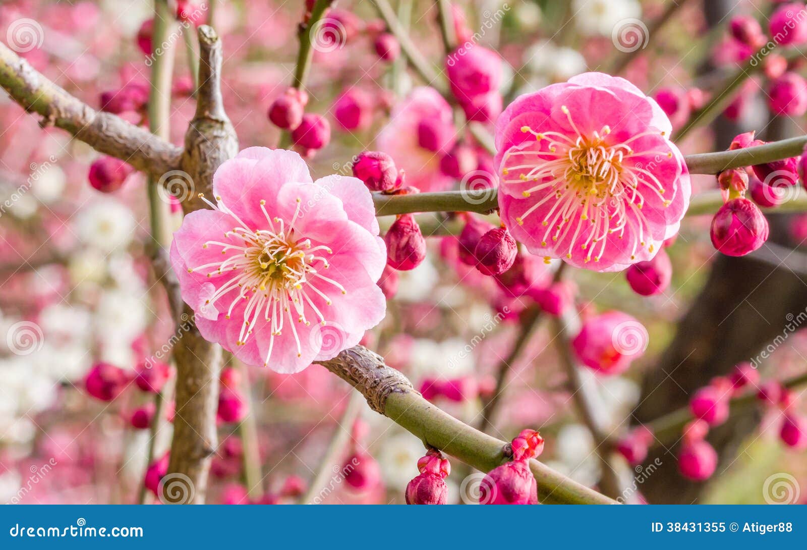 Plum blossoming in spring stock image. Image of knot 38431355
