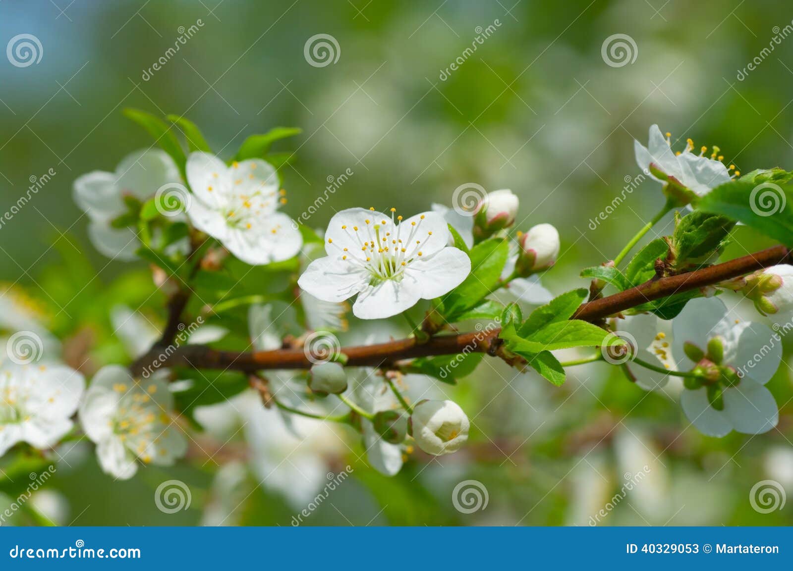 Plum Blossoms in the Garden Stock Image Image of plum, petals 40329053
