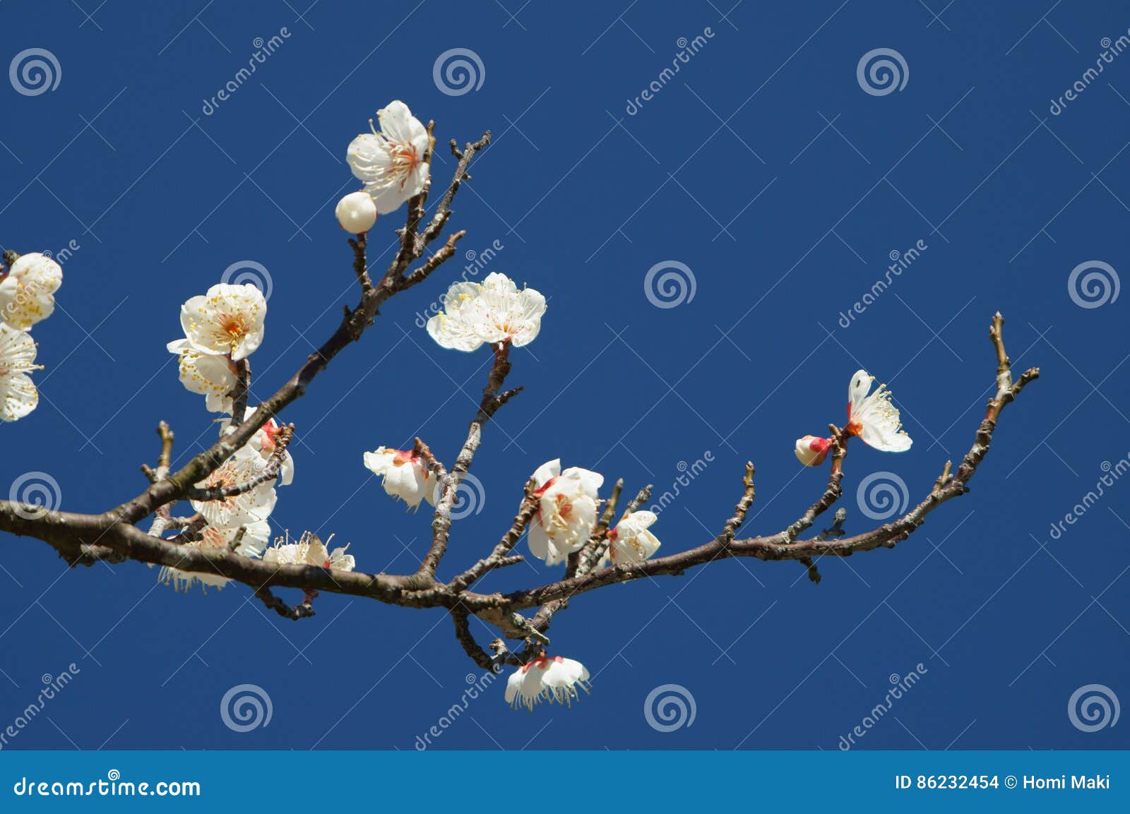 Plum blossoms stock photo. Image of white, beautiful 86232454