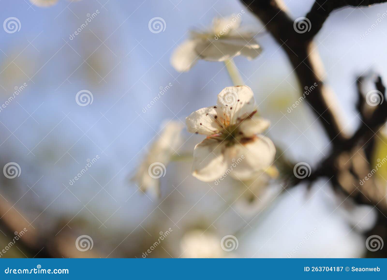 The Plum Bossom in the Winter Season Stock Image Image of beauty