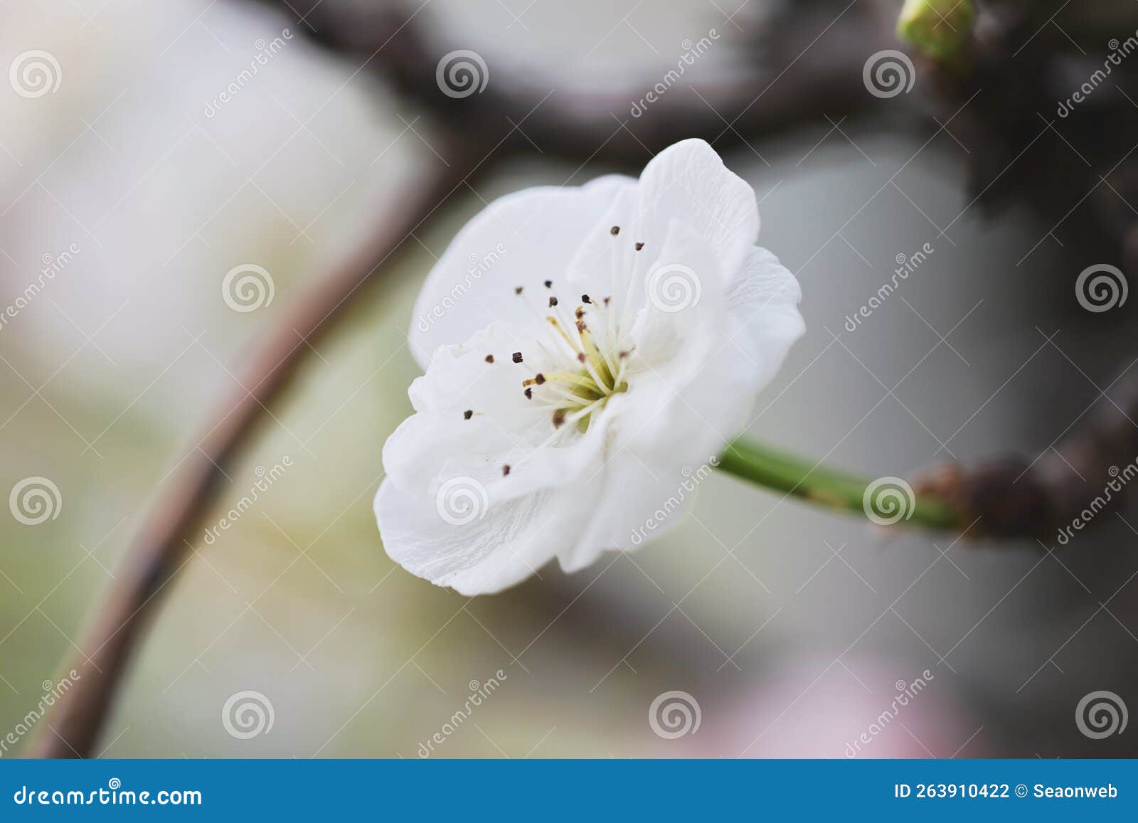 The Plum Bossom in the Winter Season Stock Photo Image of blue, white