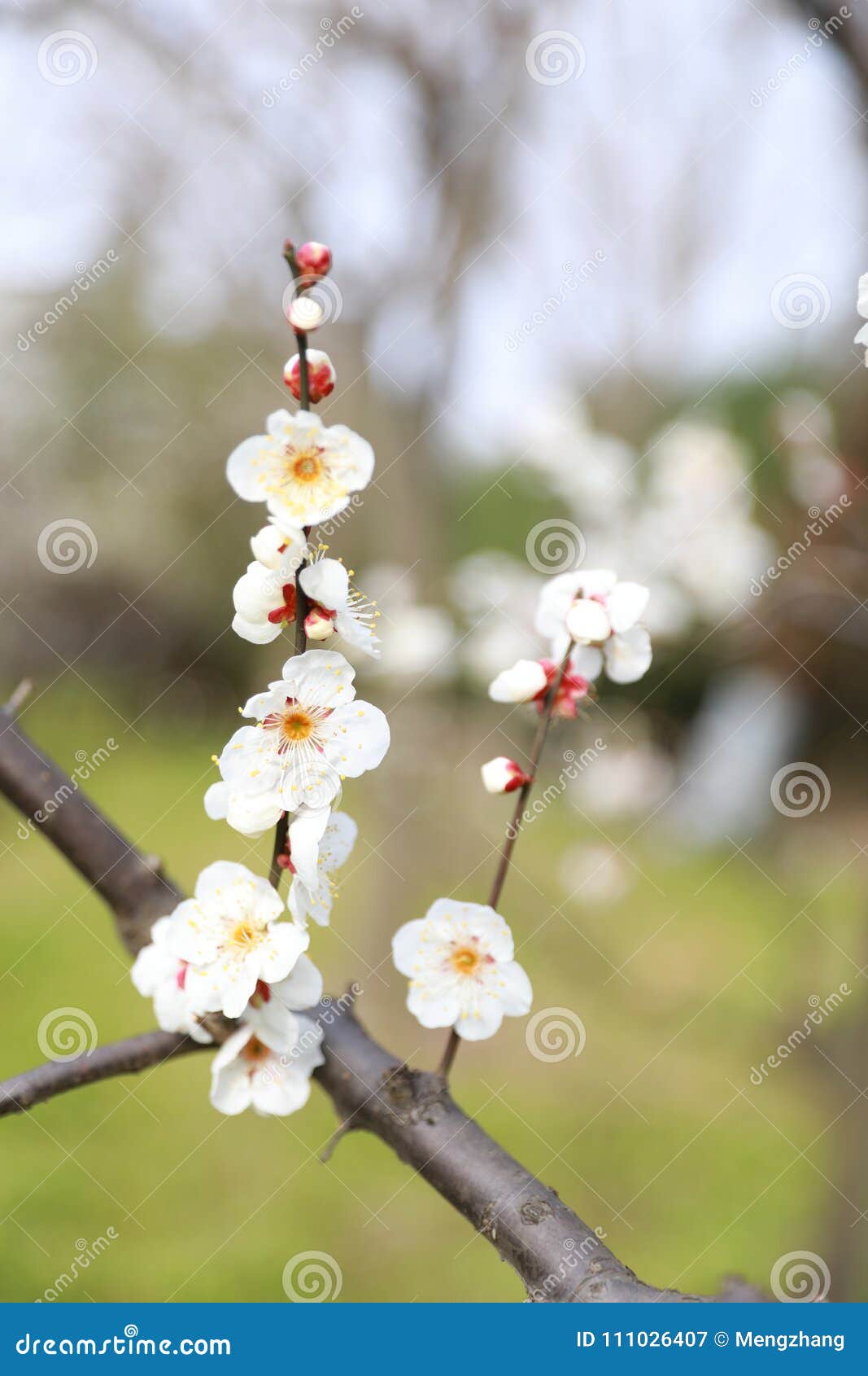 Plum Branch With Flowers Background Isolated Shanghai China