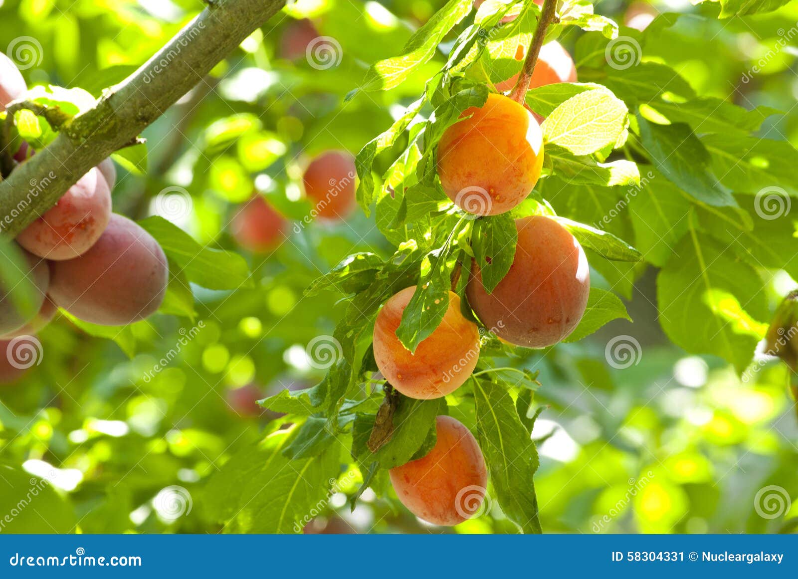 Plum Branch with Fresh Fruits Stock Image Image of background