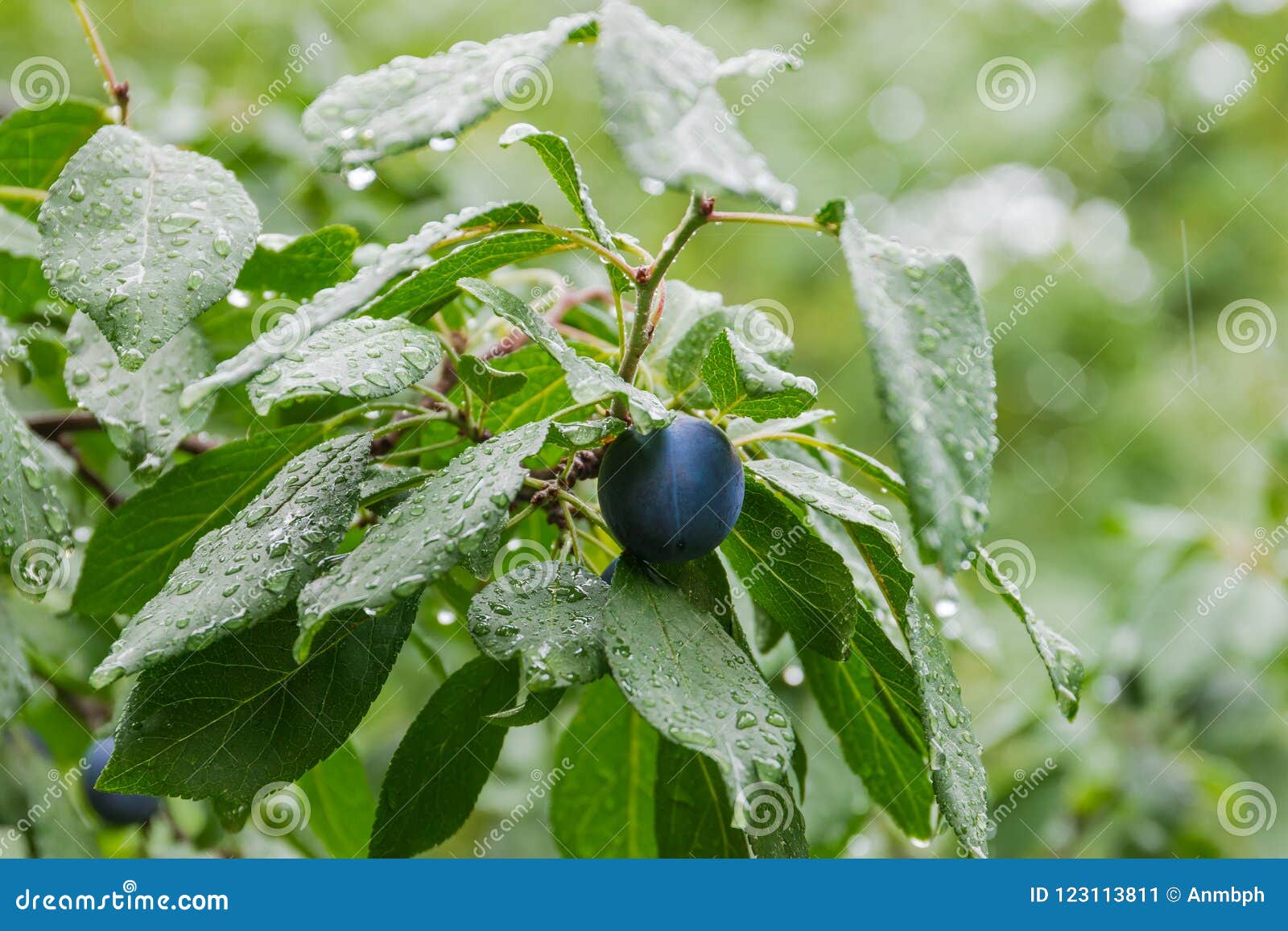 Plum on Branch of Tree after Rain at Selective Focus Stock Image