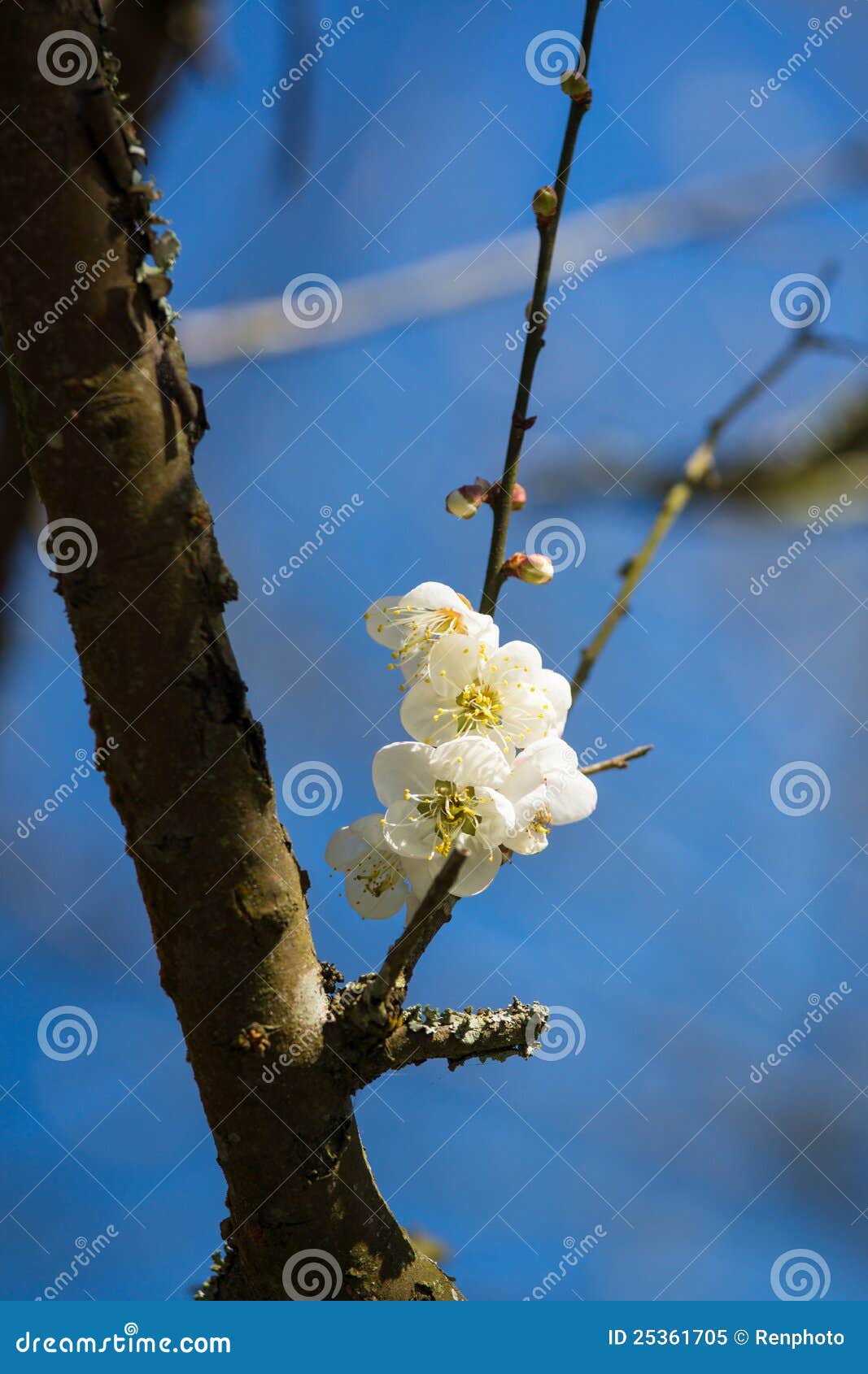 Plum flower stock image. Image of meditation, majestic 25361705