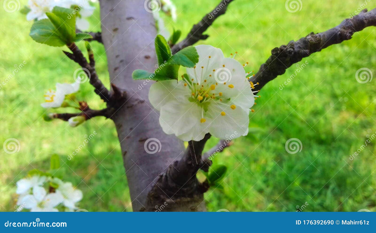Plum Flower, Plum Blossom in Plum Orchard Stock Photo Image of detail
