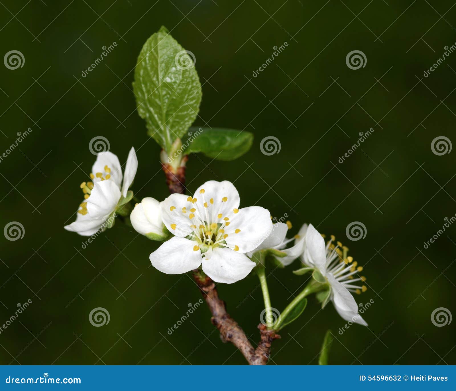 Plum flowers stock photo. Image of blossom, blooming 54596632