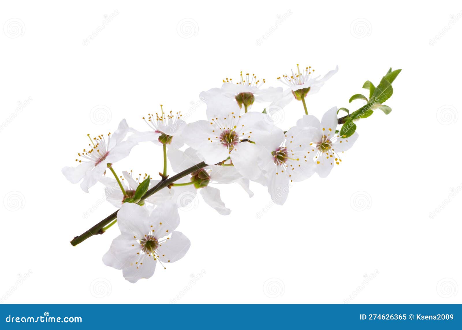 Plum flowers isolated stock image. Image of stem, green 274626365