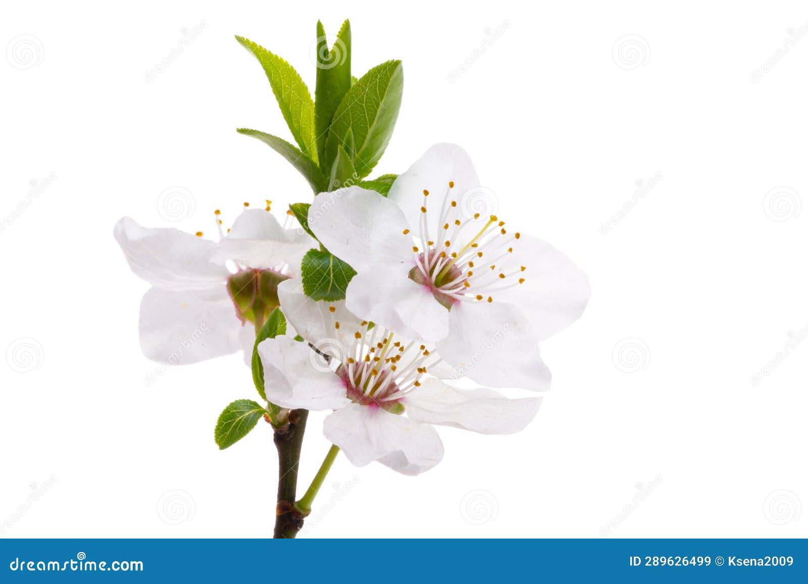 Plum flowers isolated stock image. Image of flower, garden 289626499