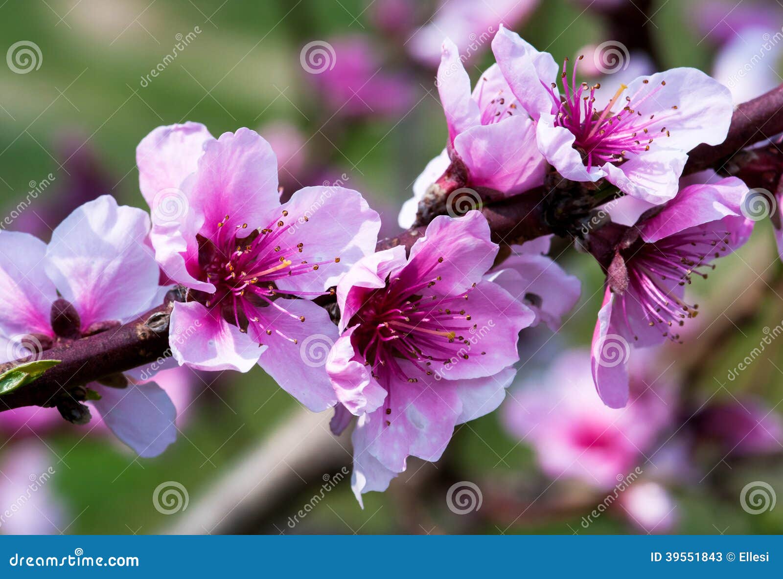 Plum Flowers stock image. Image of bloom, meadow, pollen 39551843