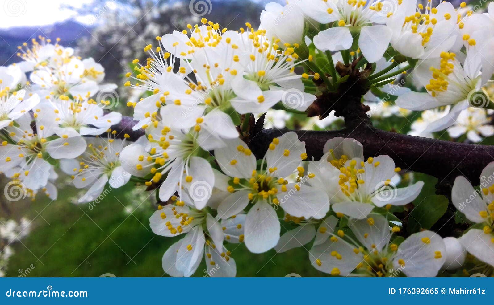 Plum Flowers In Spring White Plum Blossoms Stock Image Image Of