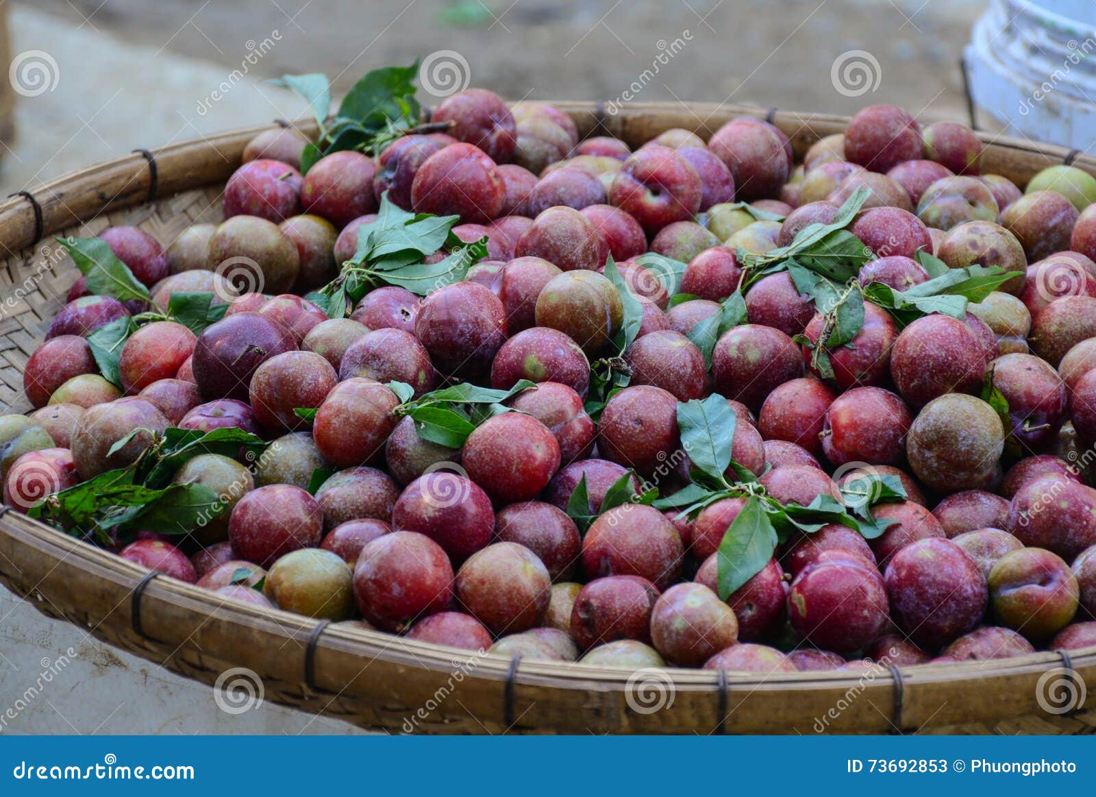 plum fruit in moc chau highland