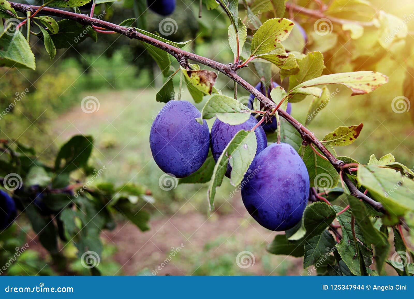 667 500+ Arbre Fruitier Photos, taleaux et images libre de droits