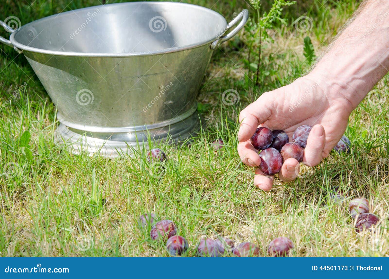 Plum harvest stock image. Image of juicy, plant, sweet 44501173