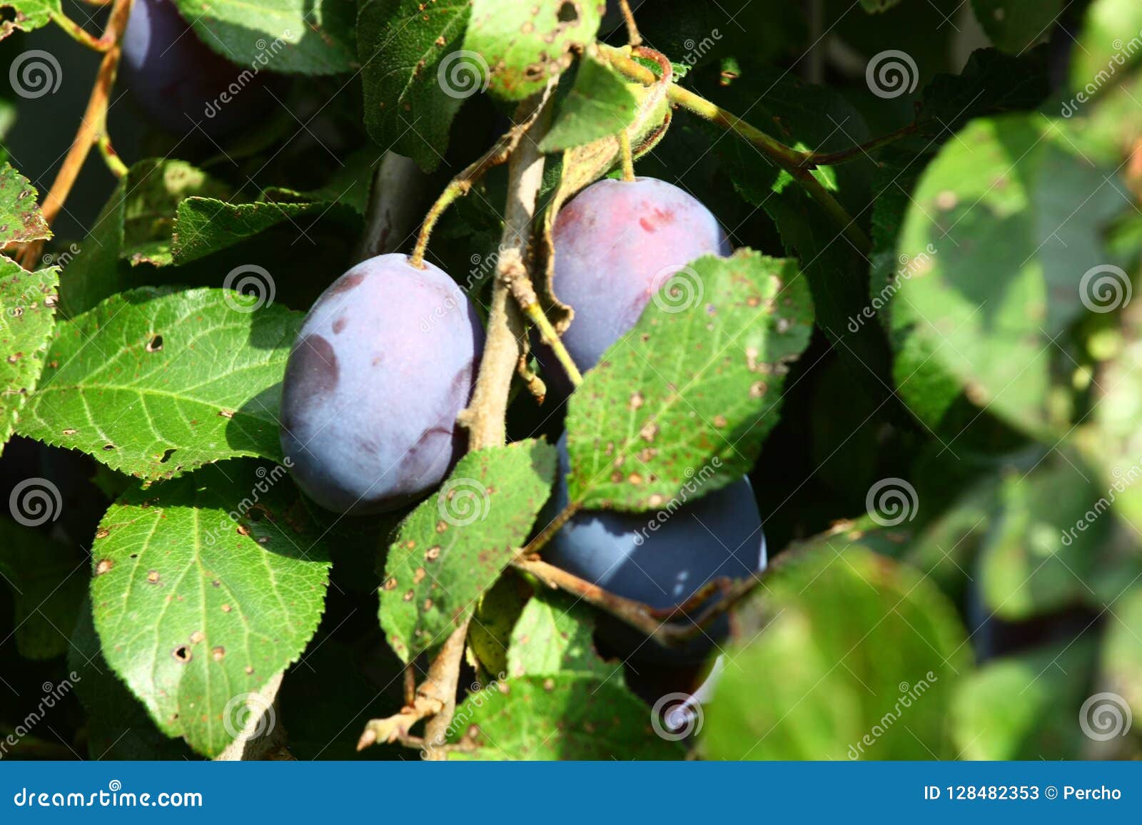 Plum harvest stock image. Image of vitamin, organic 128482353