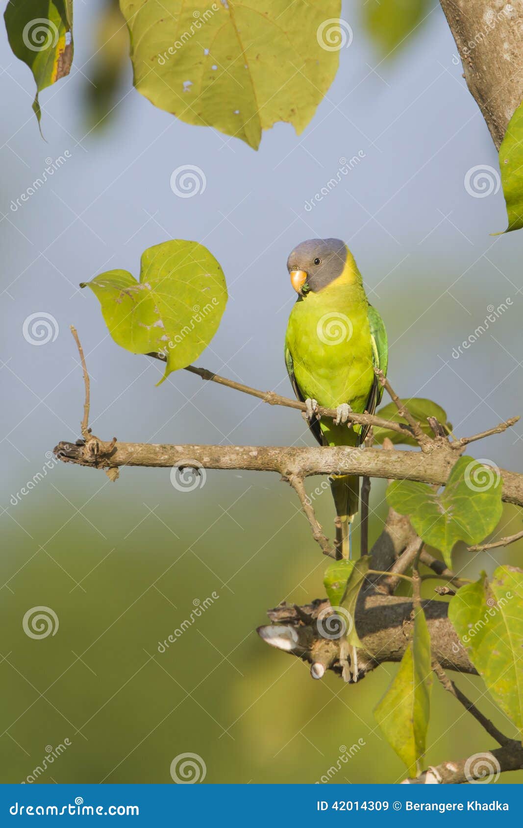 plum-headed parakeet bird in nepal