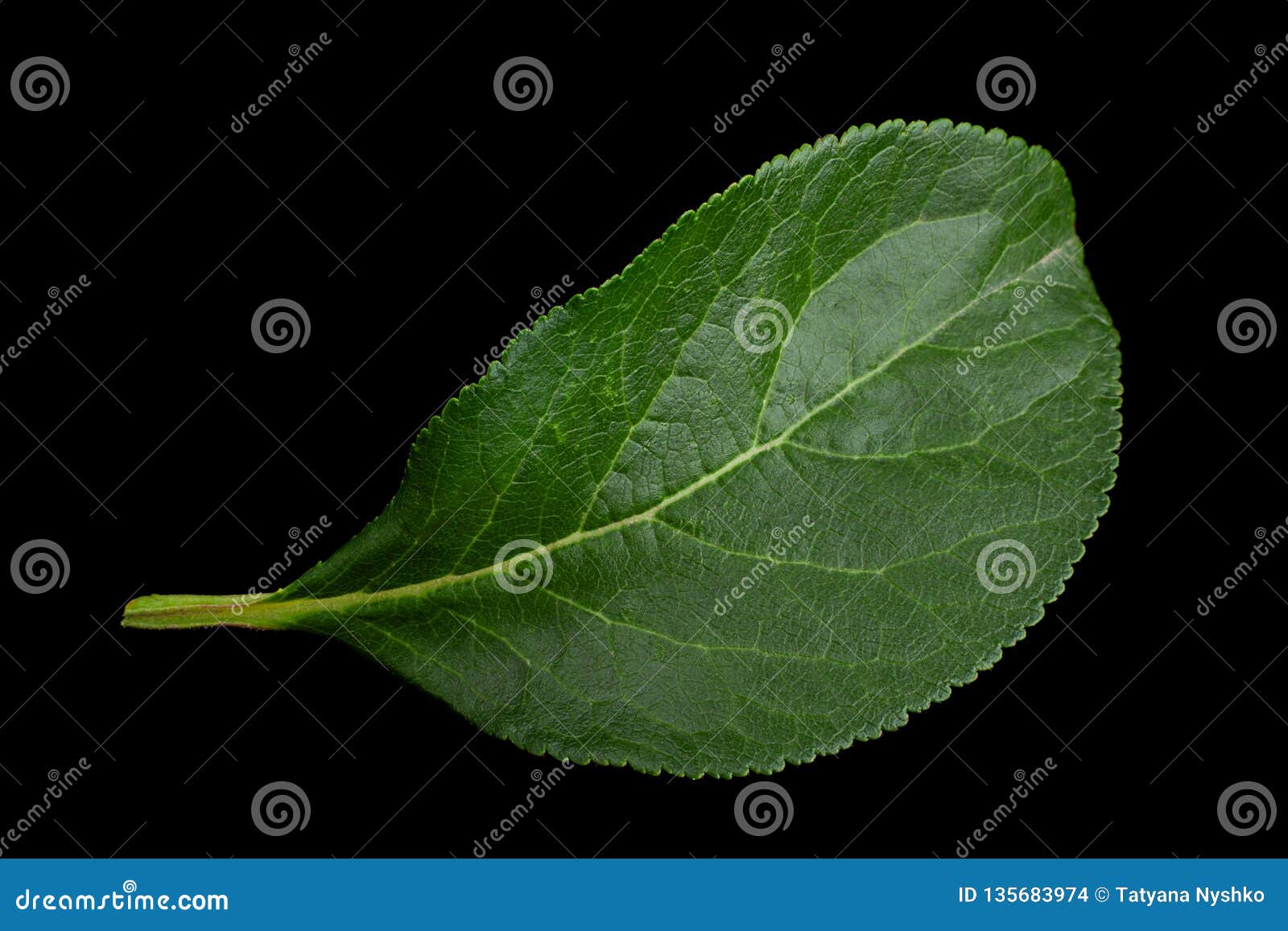 Plum leaf on black stock photo. Image of botany, plum 135683974