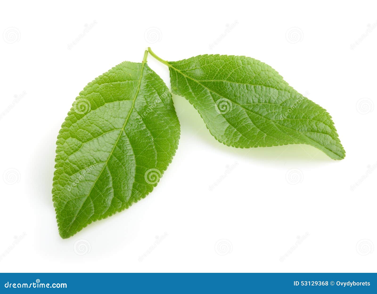 Plum Leaf Isolated with Shadow Stock Photo Image of background