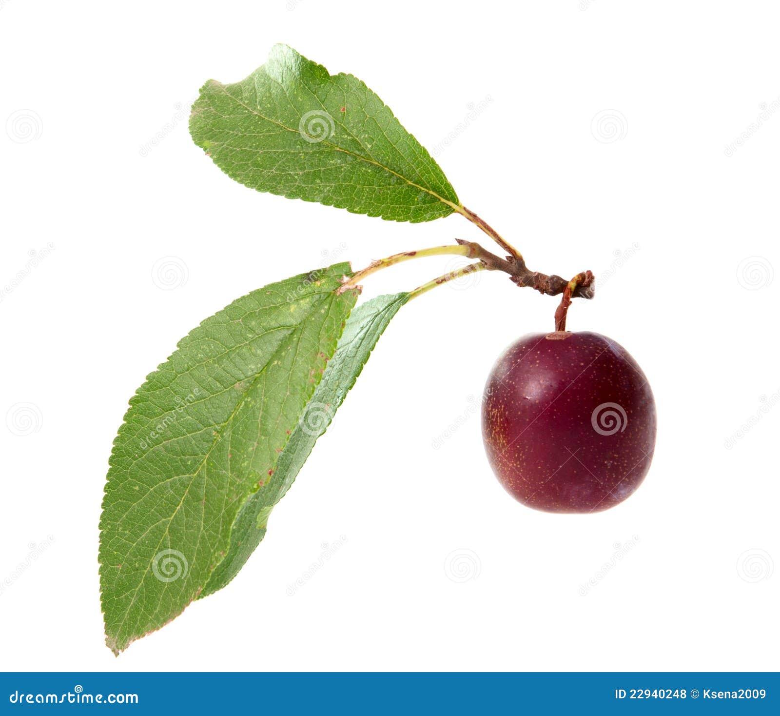 Plum with leaves isolated stock photo. Image of purple 22940248