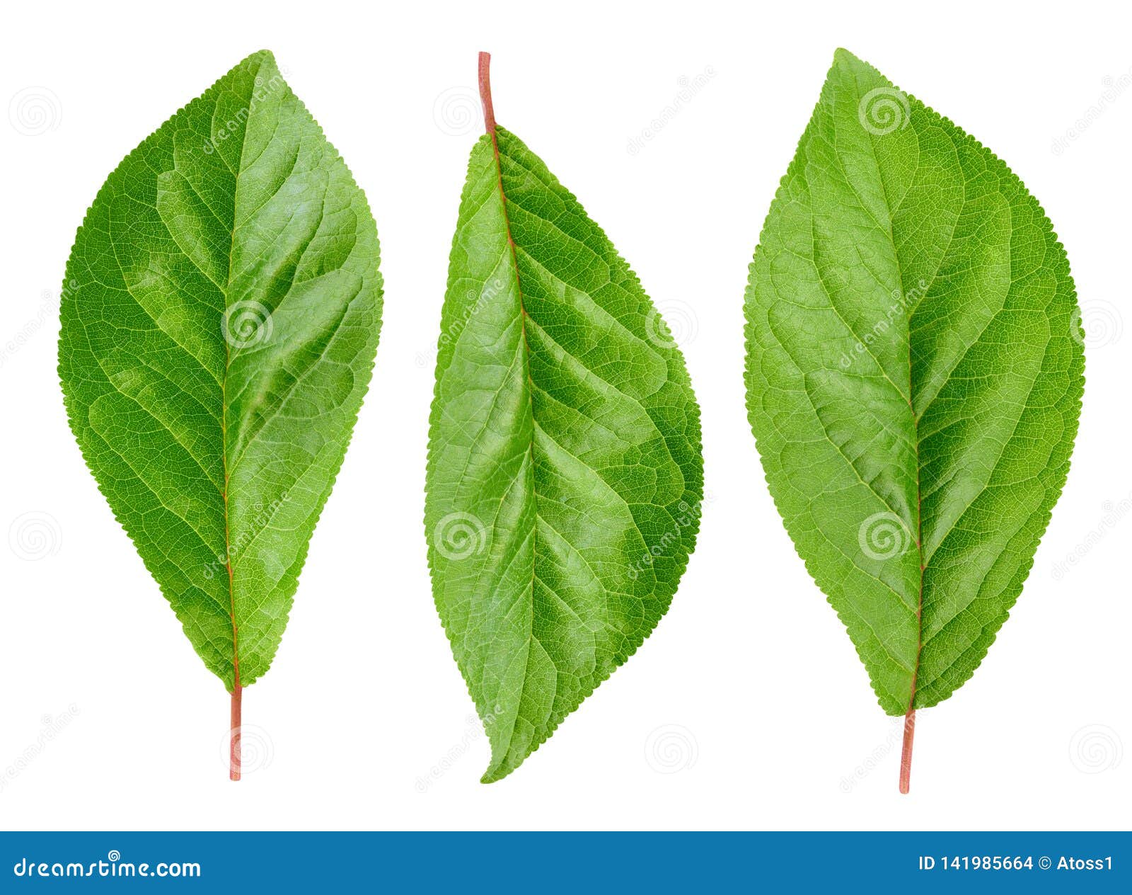 Plum Leaves Isolated on White Stock Photo Image of light, white