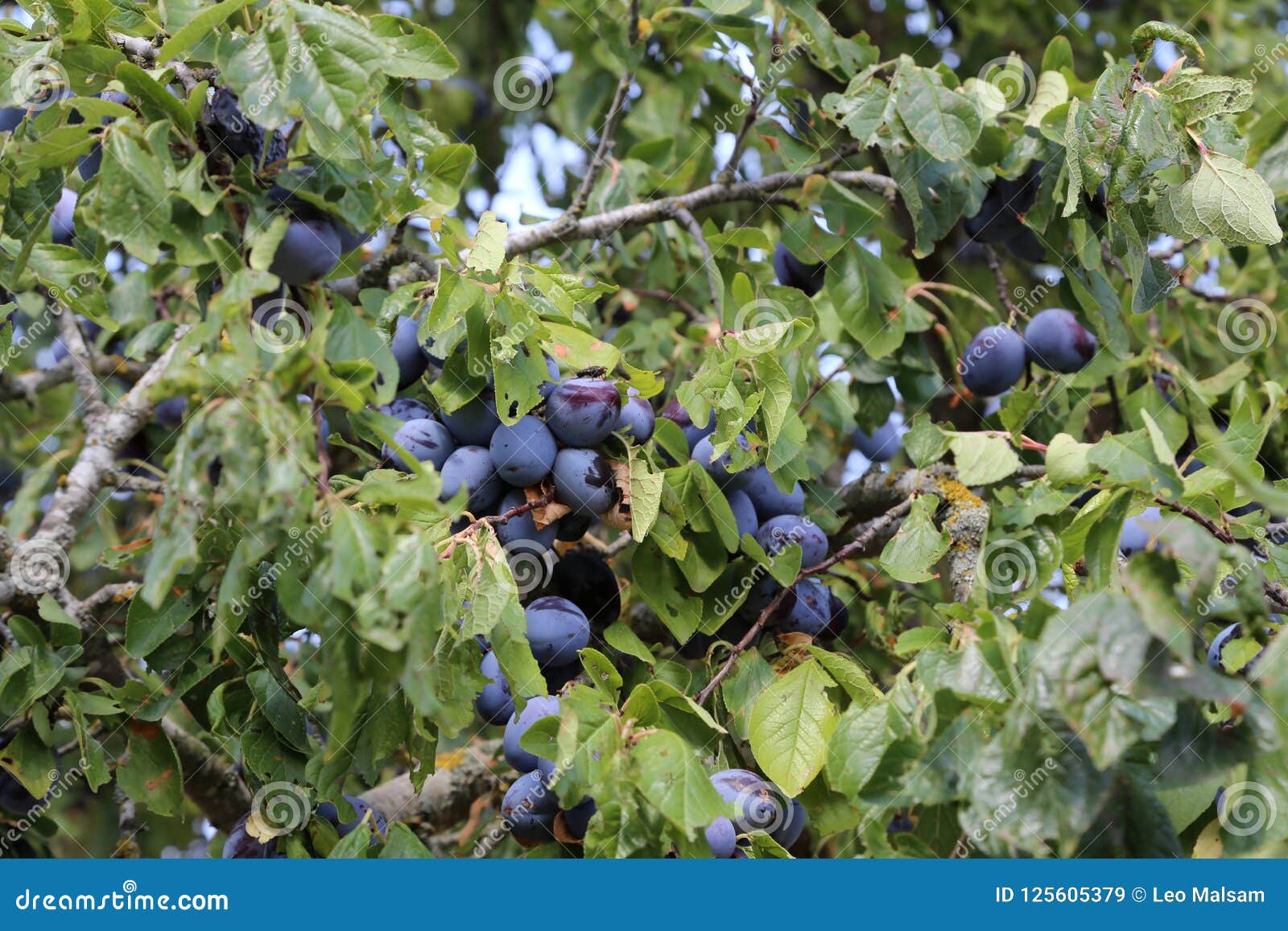 Plum ripens on the tree stock image. Image of ripe, bush 125605379