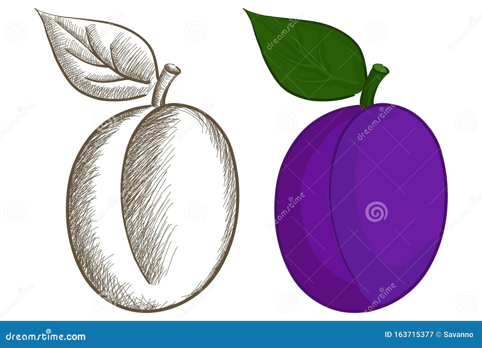 Plum sketch stock vector. Illustration of drawing, drawn 163715377