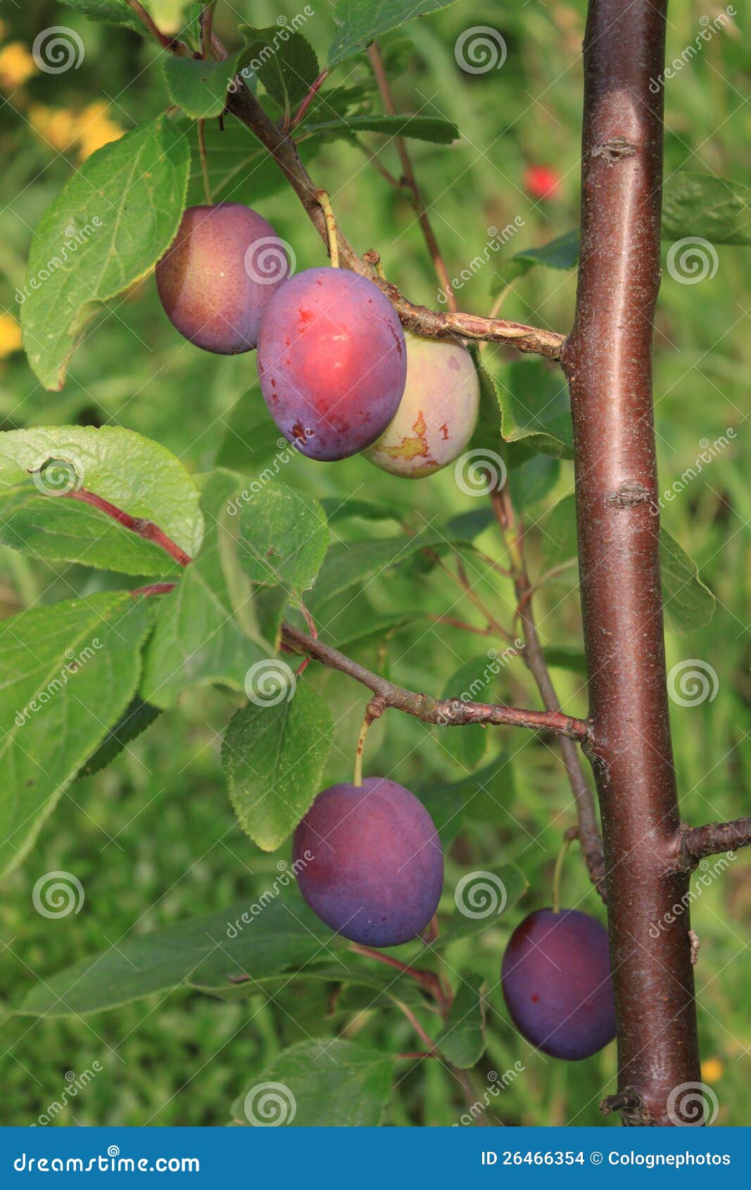 Closeup photo of a plum tree with ripe fruits