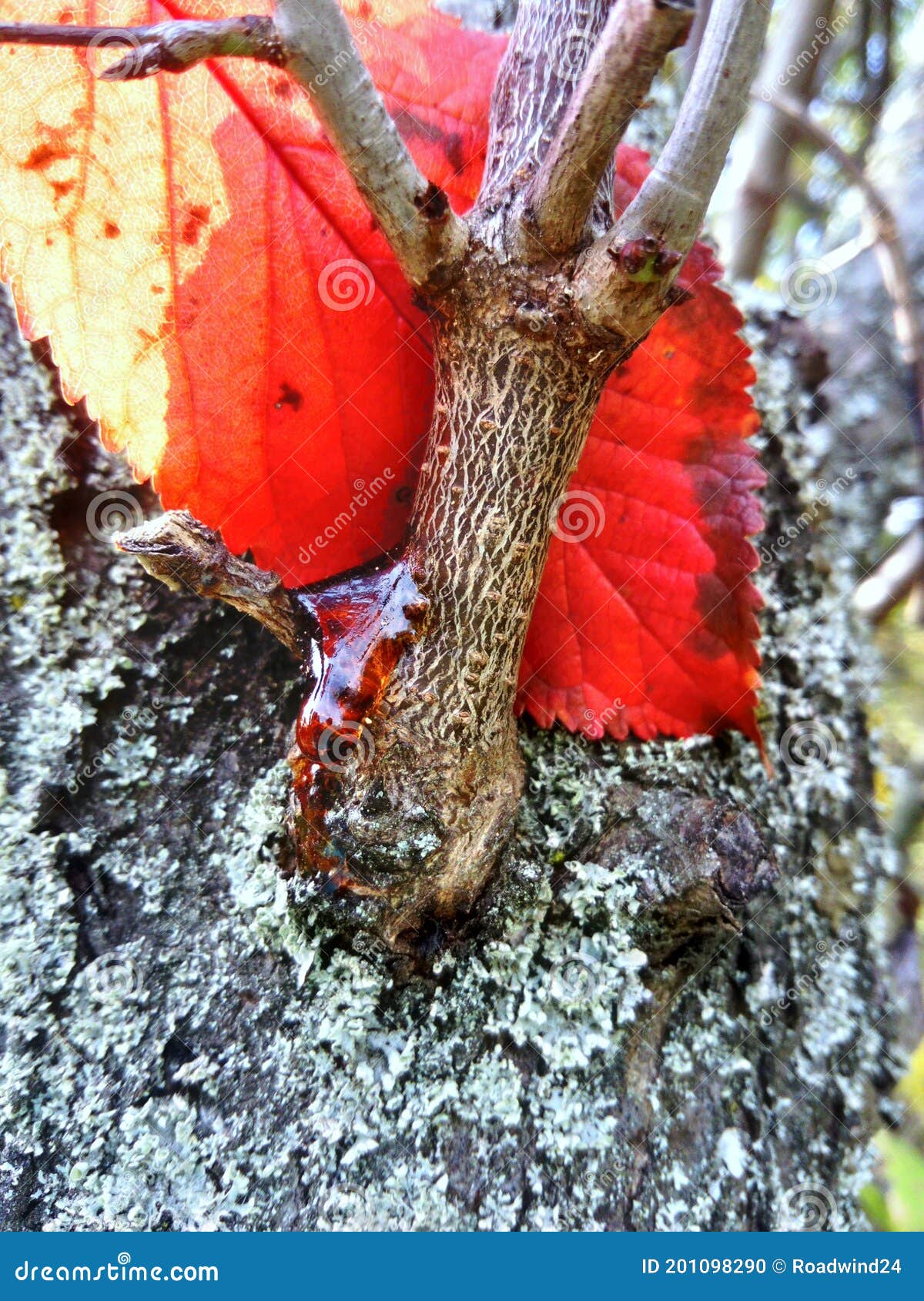 Plum Tree Bleeding Sap With Red Autumn Leaf Stock Photo Image Of Branches Plum 201098290