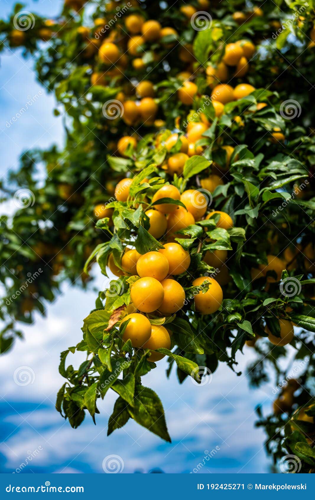 Plum Tree Branch with Yellow Fruits Stock Image Image of branch