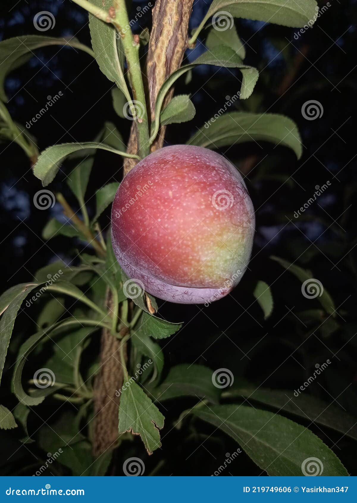Plum Tree with Fruit in Pakistan Stock Photo Image of citrus, berry