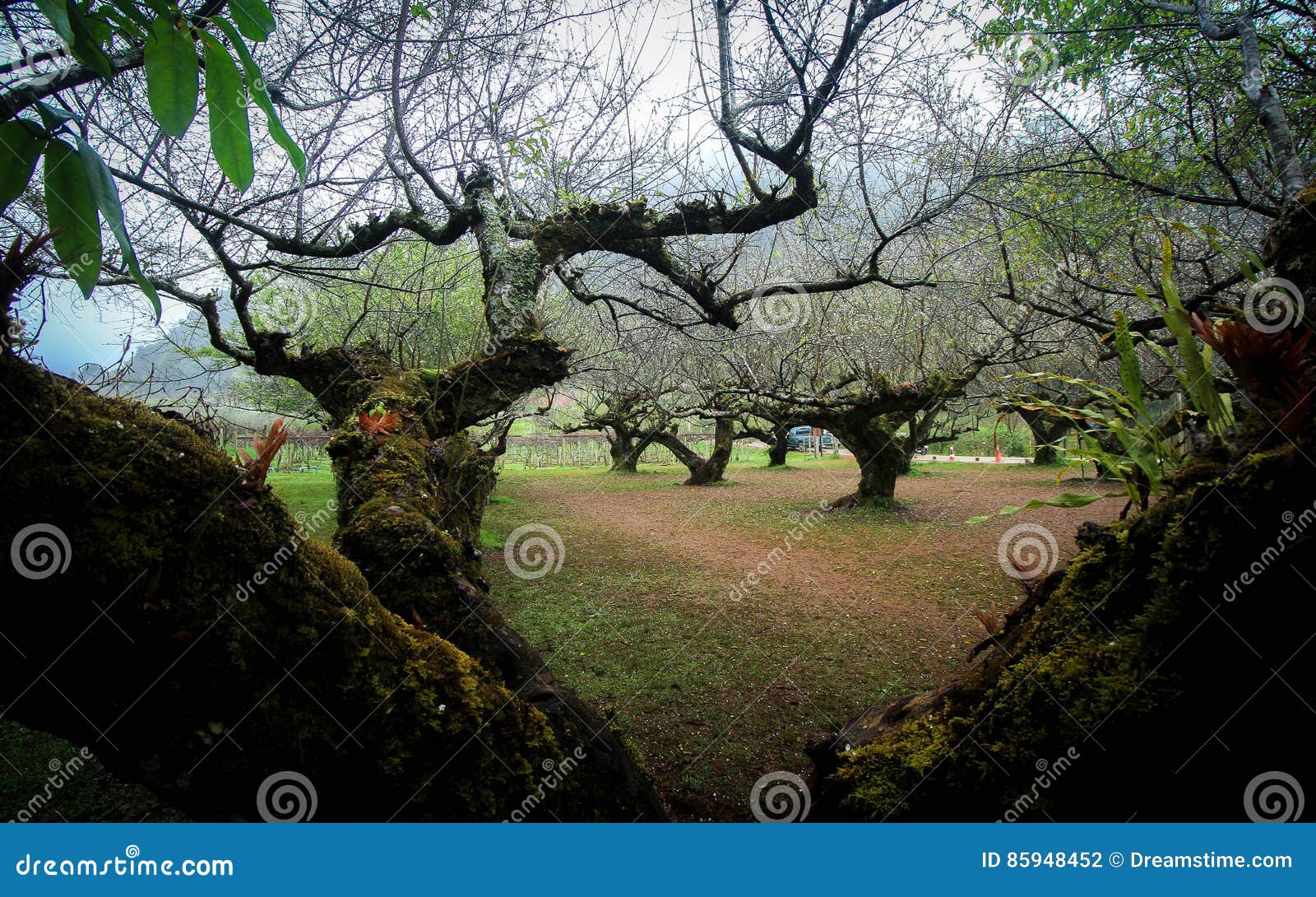 Plum tree stock photo. Image of bloom, branch, bright - 85948452